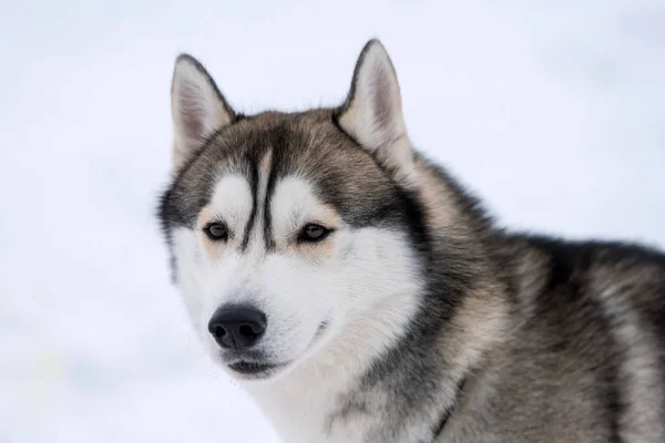 Ritratto di cane muscoloso, sfondo innevato invernale. Divertente animale domestico a piedi prima di slitta cane formazione . — Foto Stock
