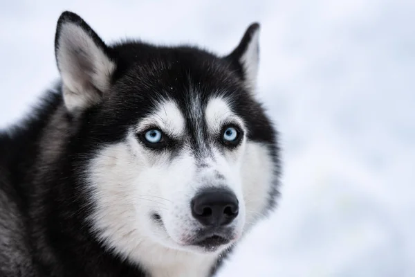 Retrato de perro Husky, fondo nevado de invierno. Divertido animal doméstico en caminar antes de trineo perro entrenamiento . — Foto de Stock