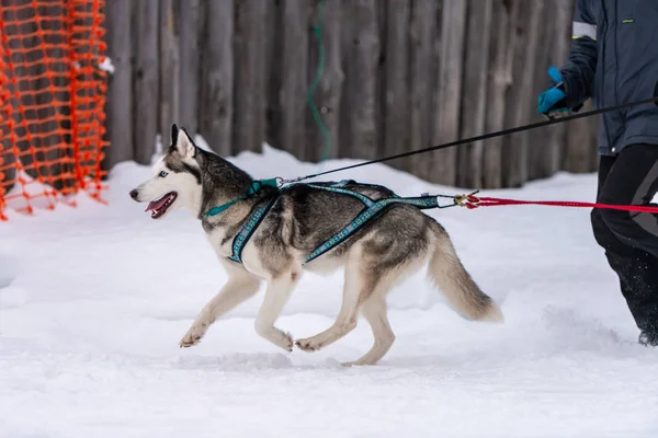 Sled dog racing. Husky sled dogs team in harness run and pull dog driver. Winter sport championship competition.