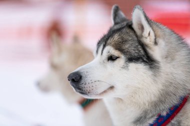 Husky köpek portresi, kış karlı arka plan. Kızak köpek eğitimi önce yürüyüş Komik evcil hayvan.