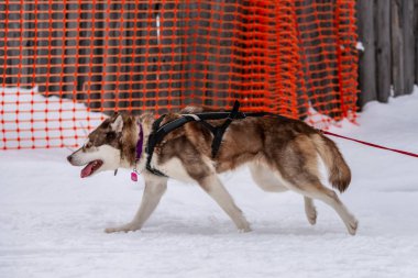 Kızak köpek yarışı. Husky kızak köpekleri takım koşu ve köpek sürücüsü çekin. Kış sporları şampiyonası yarışması.