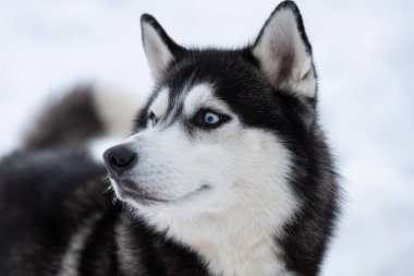 Husky köpek portresi, kış karlı arka plan. Kızak köpek eğitimi önce yürüyüş Komik evcil hayvan.