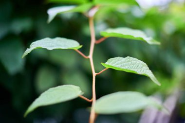 Üzüm bağlarında üzüm yaprakları. Yeşil asma güneşli Eylül gününde bırakır. Yakında şarap, reçel, meyve suyu, jöle, üzüm çekirdeği ekstresi, sirke ve üzüm çekirdeği yağı yapmak için üzüm sonbahar hasat.