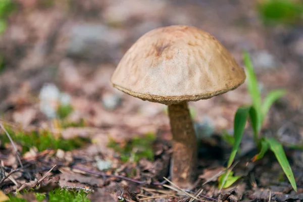 Leccinum versipelle hongo. Bolete de abedul naranja en el bosque de otoño. Recogida estacional de setas comestibles — Foto de Stock