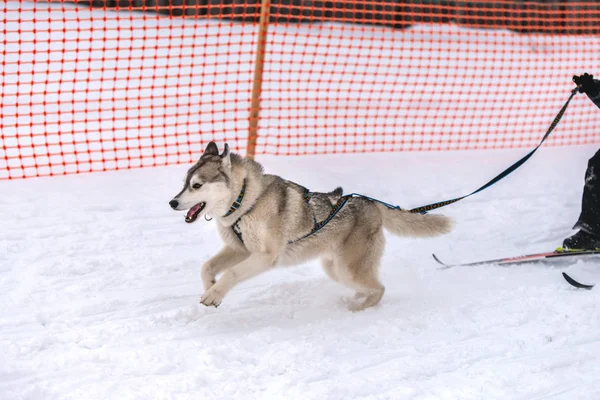 Psí dostihy. Husky spřežení psů v postroji a tahem za psy. Zimní sportovní mistrovství. — Stock fotografie