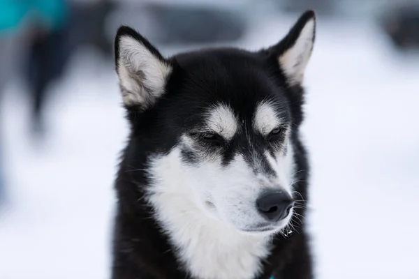 Husky hund porträtt, vinter snöiga bakgrund. Rolig sällskapsdjur på gående framför släde hund bildning. — Stockfoto