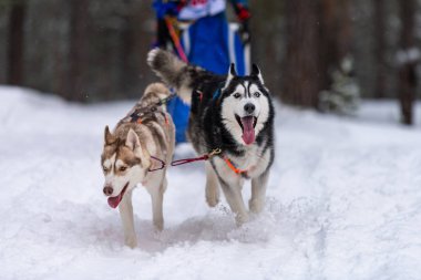 Husky kızak köpekleri takım koşu ve köpek sürücüsü çekin. Kızak köpek yarışı. Kış sporları şampiyonası yarışması.