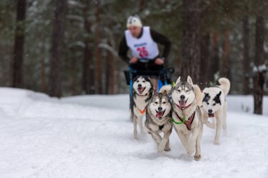 Kızak köpek yarışı. Husky kızak köpekleri takımı köpek musher ile kızak çekiyor. Kış yarışması.