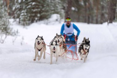 Kızak köpek yarışı. Husky kızak köpekleri takımı köpek musher ile kızak çekiyor. Kış yarışması.