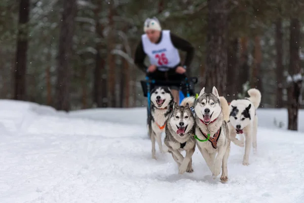 Course de chiens de traîneau. Husky équipe de chiens de traîneau tirer un traîneau avec musher chien. Concours d'hiver . — Photo