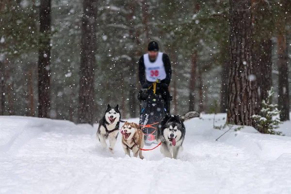 Sleehonden racen. Husky sled dogs team Trek een slee met hond bestuurder. Winter competitie. — Stockfoto