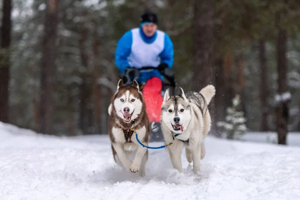 Sled dog racing. Husky sled dogs team pull a sled with dog musher. Winter competition.