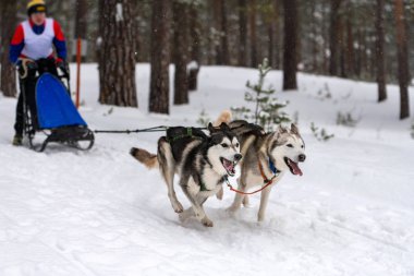 Kızak köpek yarışı. Husky kızak köpekleri takımı köpek musher ile kızak çekiyor. Kış yarışması.