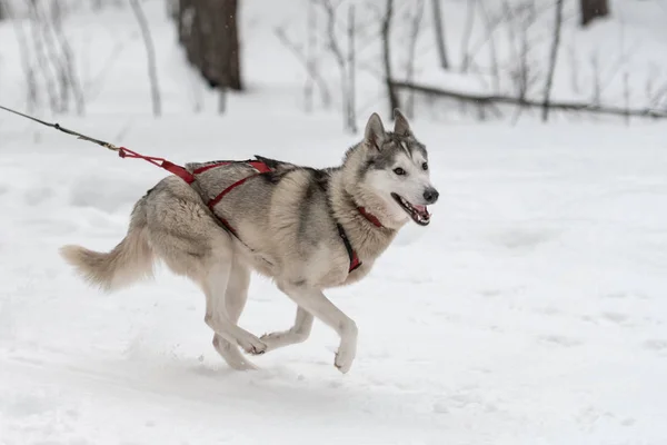 Sleehonden racen. Husky sled dogs team in harnas run en pull hond bestuurder. Winter sport Championship competitie. — Stockfoto