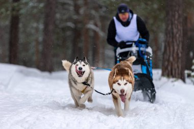 Kızak köpek yarışı. Husky kızak köpekleri takım köpek sürücüsü ile bir kızak çekin. Kış yarışması.