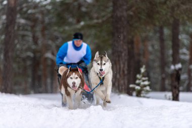 Kızak köpek yarışı. Husky kızak köpekleri takımı köpek musher ile kızak çekiyor. Kış yarışması.