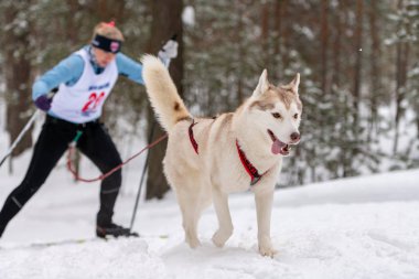 Kızak köpek kayağı. Husky kızağı köpek sürücüsü. Spor şampiyonası yarışması.