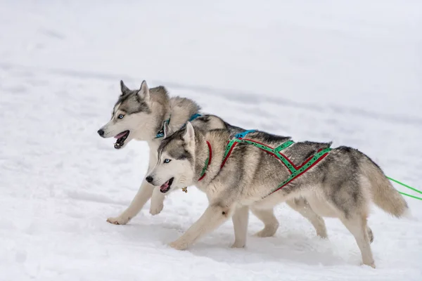 Sled dog racing. Husky sled dogs team in harness run and pull dog driver. Winter sport championship competition.