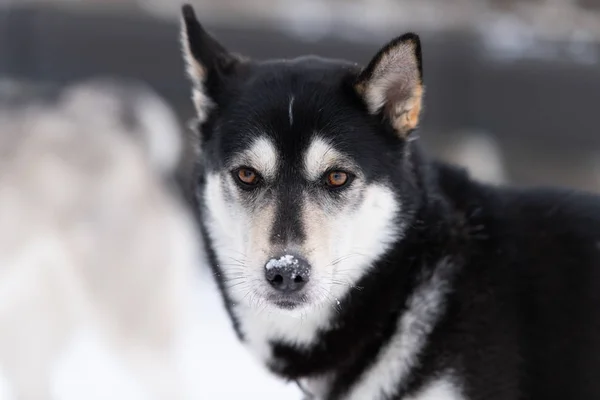 Ritratto di cane muscoloso, sfondo innevato invernale. Divertente animale domestico a piedi prima di slitta cane formazione . — Foto Stock