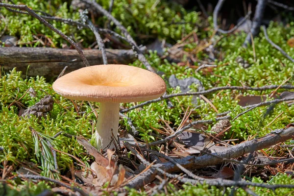 Russula mushroom in forest. Little edible fungus. Edible tasty mushroom. — Stock Photo, Image