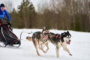 Husky kızak köpek yarışı. Kış köpeği kızak takımı yarışması. Sibirya köpekleri musher ile kızak çeker. Karlı ülkeyi baştan başa geçen yolda etkin çalışma