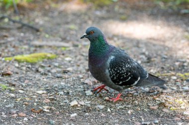 Kaya güvercini yerde. Küçük güvercin besleniyor..