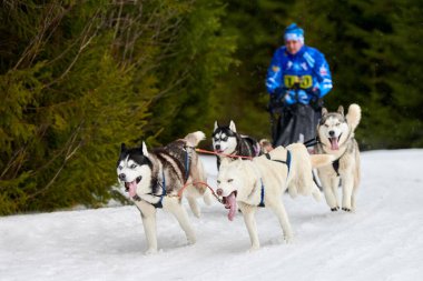 Husky kızak köpek yarışı. Kış köpeği kızak takımı yarışması. Sibirya köpekleri musher ile kızak çeker. Karlı ülkeyi baştan başa geçen yolda etkin çalışma