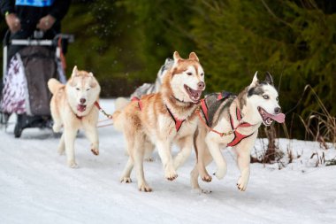 Husky kızak köpek yarışı. Kış köpeği kızak takımı yarışması. Sibirya köpekleri musher ile kızak çeker. Karlı ülkeyi baştan başa geçen yolda etkin çalışma