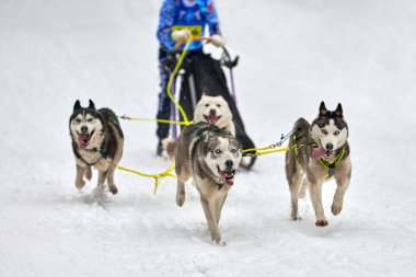 Husky kızak köpek yarışı. Kış köpeği kızak takımı yarışması. Sibirya köpekleri musher ile kızak çeker. Karlı ülkeyi baştan başa geçen yolda etkin çalışma