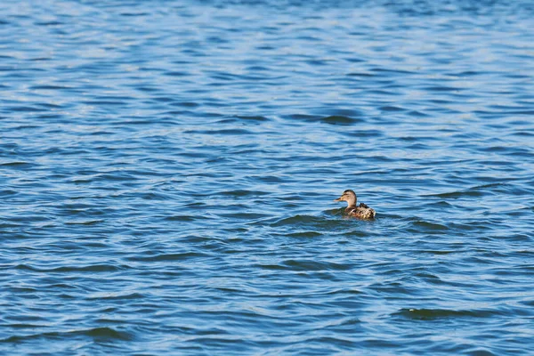 Kacsa Úszik Városi Tóban Másolja Helyet Mallard Kacsa Vízen Madármegfigyelés — Stock Fotó