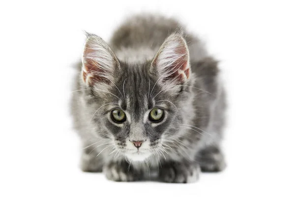 Maine Coon Kitten Isolado Gato Maine Casulo Bonito Fundo Branco — Fotografia de Stock