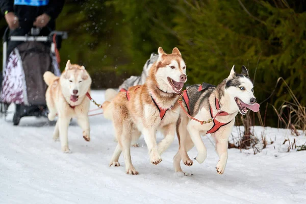 Husky sled dog racing. Winter dog sport sled team competition. Siberian husky dogs pull sled with musher. Active running on snowy cross country track road