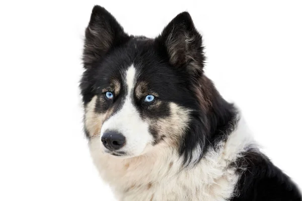 Husky Schlittenhundegesicht Isoliert Siberian Husky Hunderasse Weißer Hintergrund Schnauze Porträt — Stockfoto