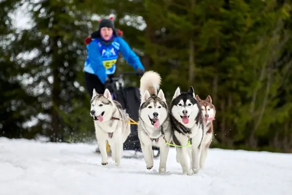 Husky sled dog racing. Winter dog sport sled team competition. Siberian husky dogs pull sled with musher. Active running on snowy cross country track road