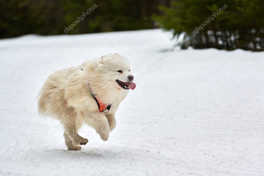 Running Samoyed dog on sled dog racing. Winter dog sport sled team competition. Samoyed dog in harness pull skier or sled with musher. Active running on snowy cross country track road