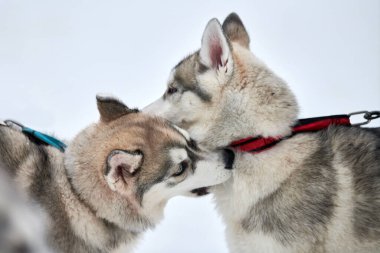 Karda oynayan iri köpekler. Komik Sibirya kızak köpekleri havlayıp ısırarak kış oyunları oynuyorlar. Saldırgan hayvan davranışları.