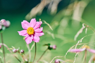 Kozmos çiçeği, kopyalama uzayı. Çok güzel pembe bir çiçek. Çiçek açmış şehir yatağında. Kozmos bipinnatus. Yeşil bahçe bokeh arka planı.
