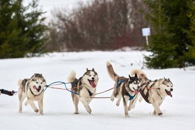 Kızaklı köpek yarışında Koşan Husky köpeği. Kış köpeği kızak takımı yarışması. Koşumlu Sibirya Husky köpeği kayakçı ya da musher kızağı. Karlı ülkeyi baştan başa geçen yolda etkin çalışma