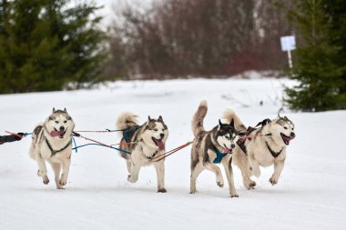 Kızaklı köpek yarışında Koşan Husky köpeği. Kış köpeği kızak takımı yarışması. Koşumlu Sibirya Husky köpeği kayakçı ya da musher kızağı. Karlı ülkeyi baştan başa geçen yolda etkin çalışma