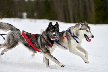 Kızaklı köpek yarışında Koşan Husky köpeği. Kış köpeği kızak takımı yarışması. Koşumlu Sibirya Husky köpeği kayakçı ya da musher kızağı. Karlı ülkeyi baştan başa geçen yolda etkin çalışma
