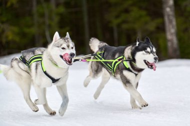 Kızaklı köpek yarışında Koşan Husky köpeği. Kış köpeği kızak takımı yarışması. Koşumlu Sibirya Husky köpeği kayakçı ya da musher kızağı. Karlı ülkeyi baştan başa geçen yolda etkin çalışma