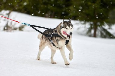 Kızaklı köpek yarışında Koşan Husky köpeği. Kış köpeği kızak takımı yarışması. Koşumlu Sibirya Husky köpeği kayakçı ya da musher kızağı. Karlı ülkeyi baştan başa geçen yolda etkin çalışma