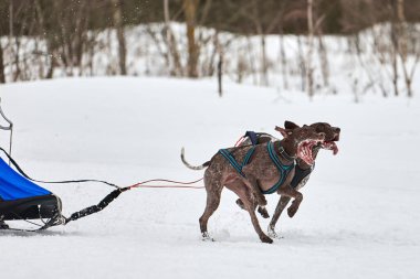 Kış kızağı köpek yarışı. Köpek sporu kızak takımı yarışması. Sivri uçlu köpekler misket tüfeğiyle kızak çeker. Karlı ülkeyi baştan başa geçen yolda etkin çalışma