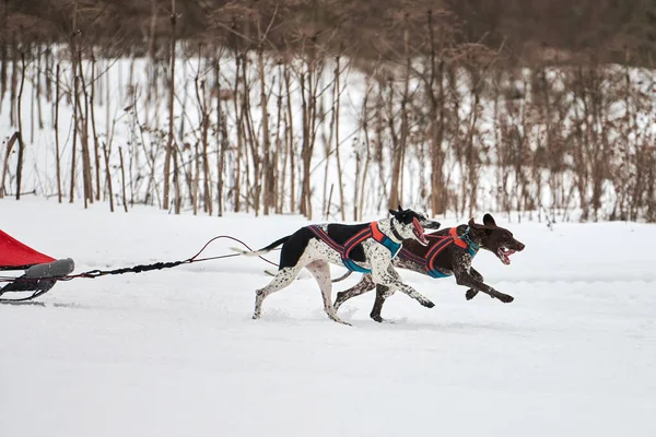 Running Pointer dog on sled dog racing. Winter dog sport sled team competition. English pointer dog in harness pull skier or sled with musher. Active running on snowy cross country track road