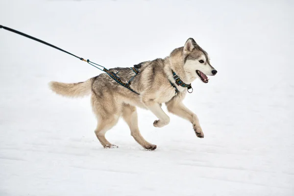 Correr Perro Husky Trineo Carreras Perros Invierno Perro Deporte Trineo — Foto de Stock