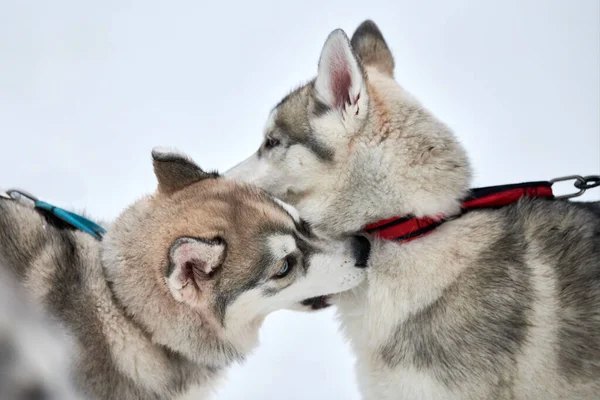 Husky Honden Spelen Sneeuw Grappige Siberische Husky Sledehonden Winterspelen Met — Stockfoto