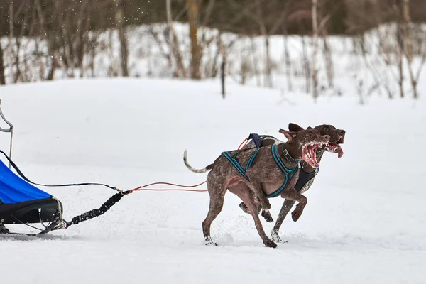 Winter sled dog racing. Dog sport sled team competition. Pointer dogs pull sled with musher. Active running on snowy cross country track road