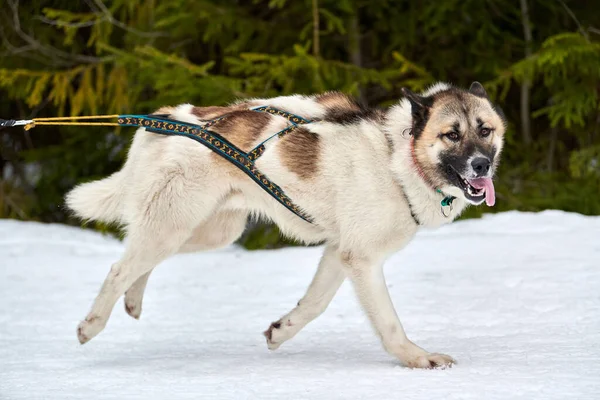 そり犬のレースでハスキー犬を実行しています 冬の犬スポーツそりチーム競争 ハーネスのシベリアのハスキー犬は スキーヤーを引っ張ったり 泥でそります 積極的に雪上クロスカントリートラック道路上で実行 — ストック写真