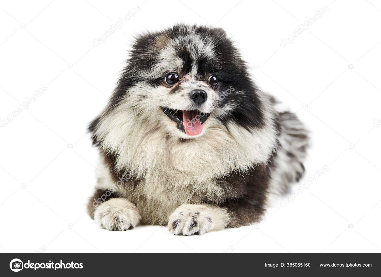 Merle spitz 2025