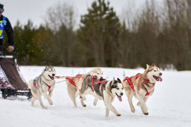 Husky kızak köpek yarışı. Kış köpeği kızak takımı yarışması. Sibirya köpekleri musher ile kızak çeker. Karlı ülkeyi baştan başa geçen yolda etkin çalışma